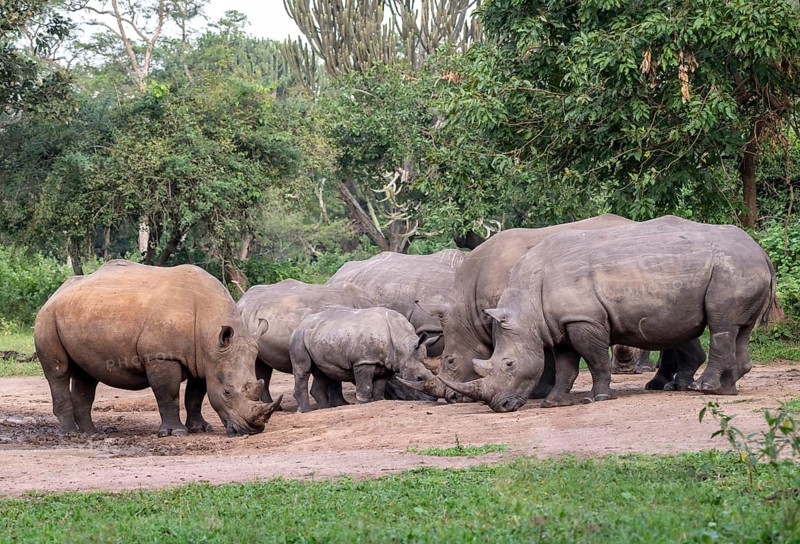 Southern white rhino (Ceratotherium simum simum), several animals at a watering hole, Ziwa Rhino Sanctuary, Uganda