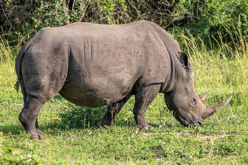 Southern white rhino (Ceratotherium simum simum), Ziwa Rhino Sanctuary, Uganda