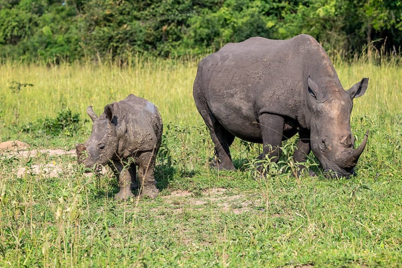 Southern white rhino (Ceratotherium simum simum) with juvenile, Ziwa Rhino Sanctuary, Uganda