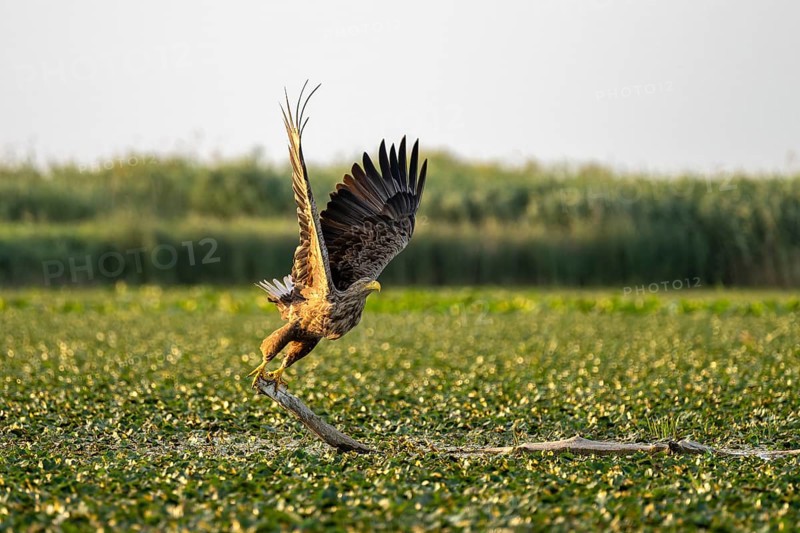 White-tailed eagle (Haliaeetus albicilla), bird, departing from Ast, Danube Delta, Romania