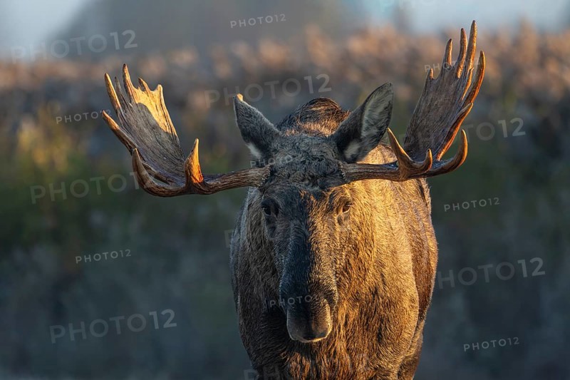 Portrait of bull moose (Alces alces), moose shovel, Denmark