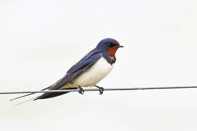 Barn swallow (Hirundo rustica) sitting on a pasture fence, wildlife, animals, birds, swallows, migratory bird, ox bog, Dümmer See nature park Park, Hüde, Lower Saxony, Germany