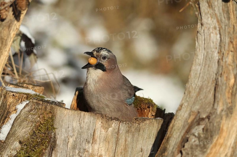 Eurasian Jay (Garrulus glandarius) with acorn (Quercus) in its beak, feeding in the forest during winter, Allgäu, Bavaria, Germany, Allgäu, Bavaria, Germany