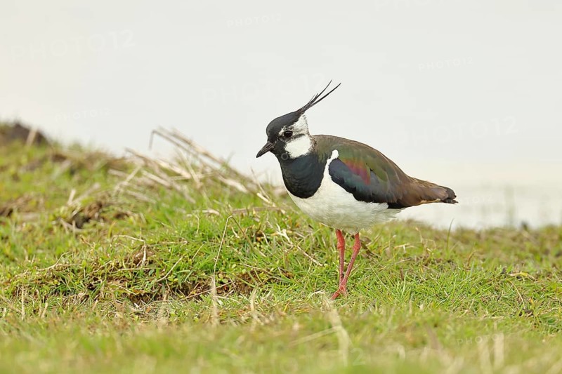 Lapwing (Vanellus vanellus), gorgeous dress, looking for food in a swampy meadow, wildlife, lembruch, ox moor, Dümmer nature park Park, Lower Saxony, Germany