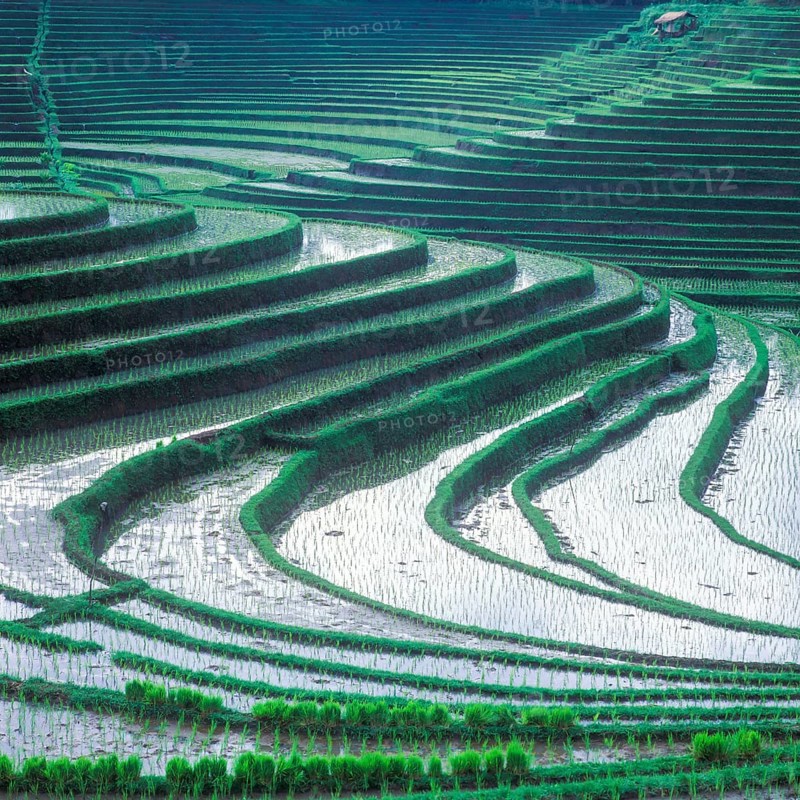 Terrace rice paddies north of Antosari, Bali, Indonesia
