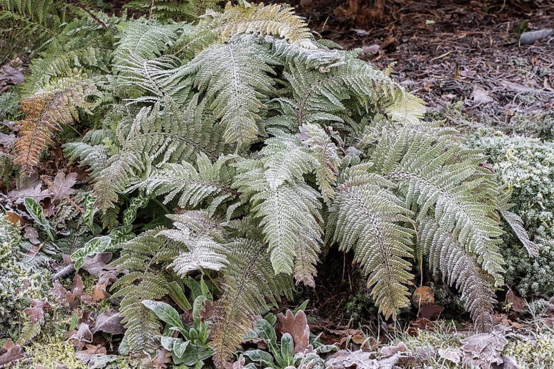Fern (Polystichum setiferum) with hoarfrost, Emsland, Lower Saxony, Germany