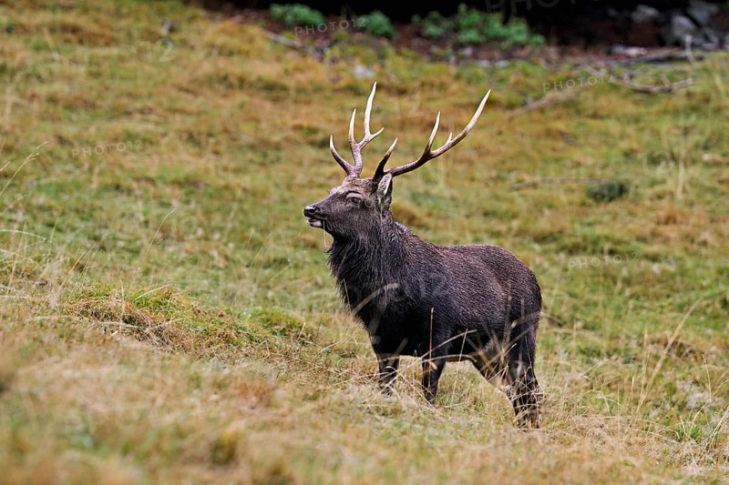 Sika deer (Cervus nippon) standing in meadow, Parc de Merlet, Chamonix-Mont-Blanc, Haute-Savoie, France