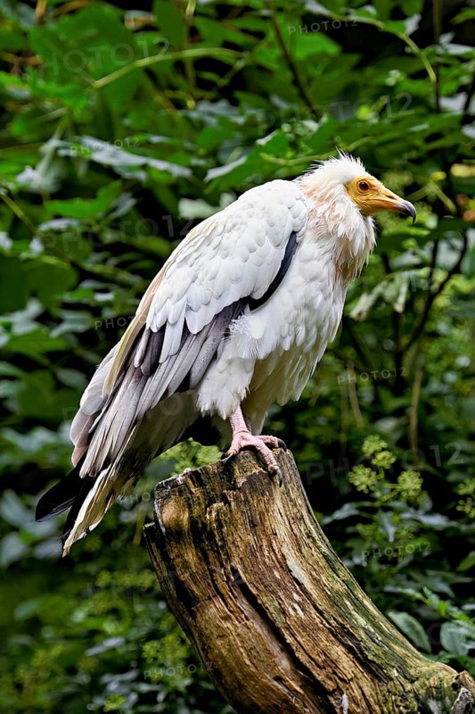 Dirty vulture (Neophron percnopterus) sitting on tree stump, captive, Switzerland