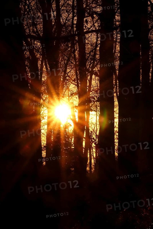 Forest on a November evening, sunset, autumn, Germany