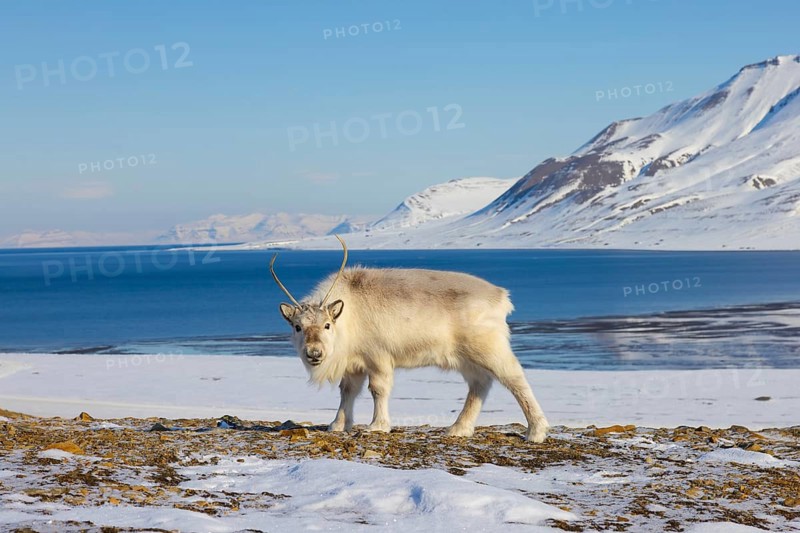 Svalbard reindeer (Rangifer tarandus platyrhynchus) adult in thick winter coat foraging on snow covered tundra in spring on Spitsbergen, Norway