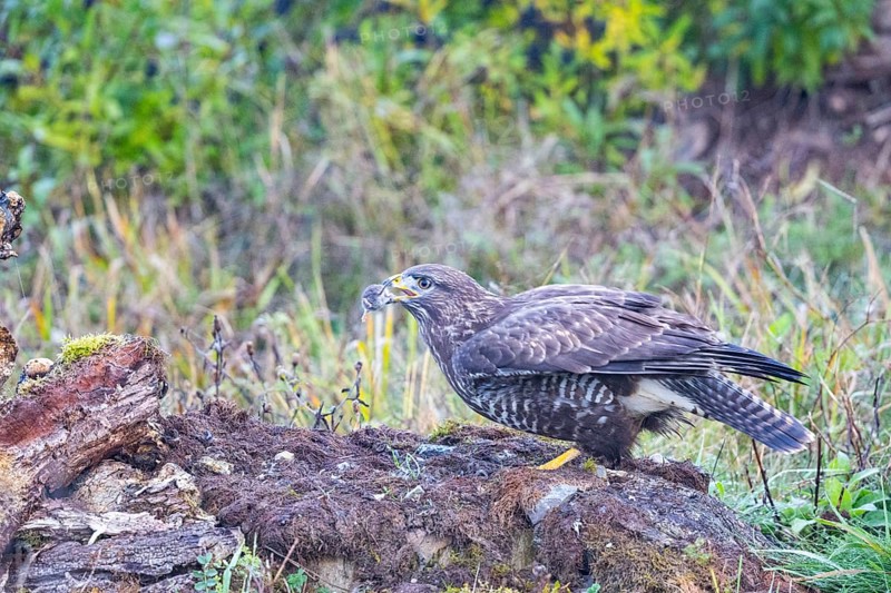Common Buzzard (Buteo buteo) Germany