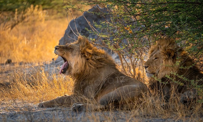 Two maned lions, lion yawns, siblings lying in grass, lion (Panthera Leo), savuti, Chobe National Park National Park, Botswana