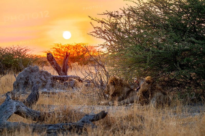 Sunset, two maned lions, siblings lying in the grass, lion (Panthera Leo), savuti, Chobe National Park, Botswana