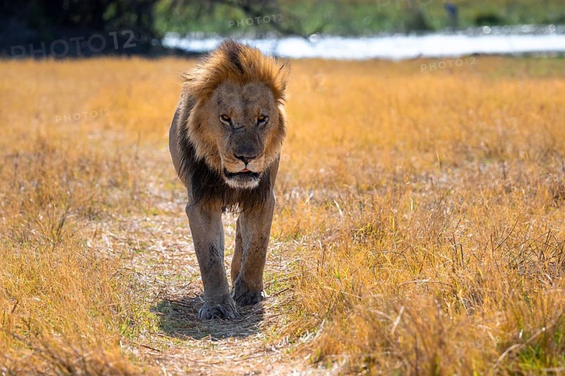 Maned lion (Panthera Leo) lying in grass, savanna, Savuti, Chobe National Park National Park, Botswana