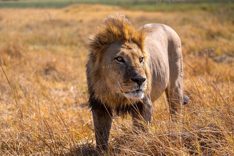 Maned lion (Panthera Leo) lurking in grass, savanna, Savuti, Chobe National Park, Botswana