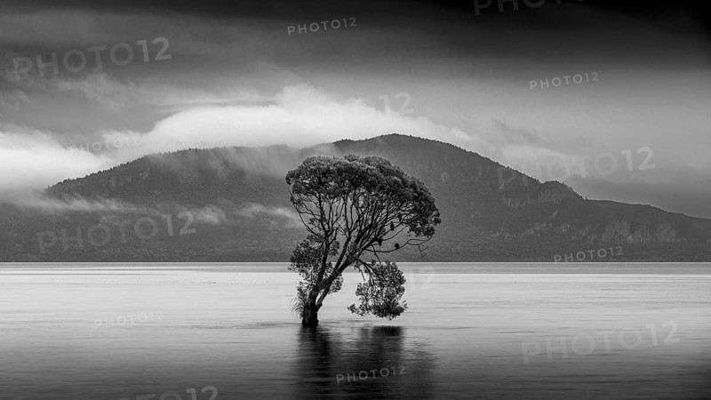 A single tree in Lake Taupo. Waikato, North Island, New Zealand