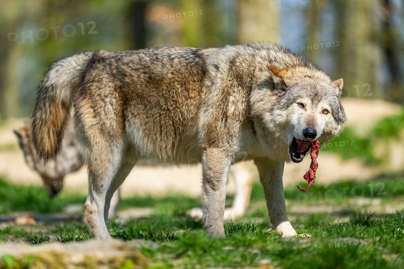 Eastern wolf (Canis lupus lycaon) standing on a meadow, Bavaria, Germany