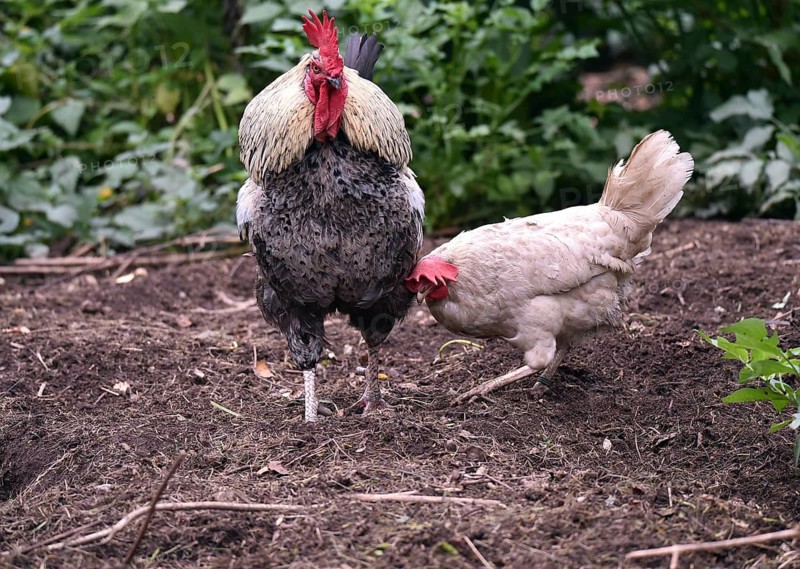 Domestic chickens, Gallus gallus domesticus, with roosters searching for food in outdoor enclosures, Saxony-Anhalt, Germany