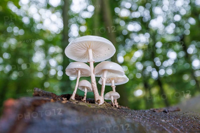 Beech slime (Mucidula mucida), Germany