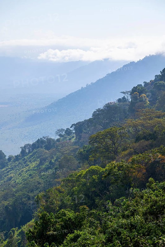 View of Ngorongoro Crater, Crater Viewpoint, mountain slopes with forest, Ngorongoro Conservation Area, Tanzania