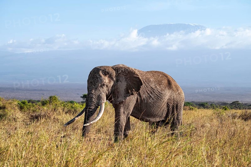 African elephant (Loxodonta africana) in picturesque landscape with the summit of Mount Kilimanjaro, the famous Super Tusker elephant Craig and Pascal, old male with long tusks, in atmospheric evening light, Kajiado County, Kenya