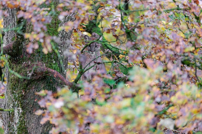 A female cougar (Puma concolor) rests hidden by leaves on a big branch high up in an oak tree. W USA, S Canada, Central and S America