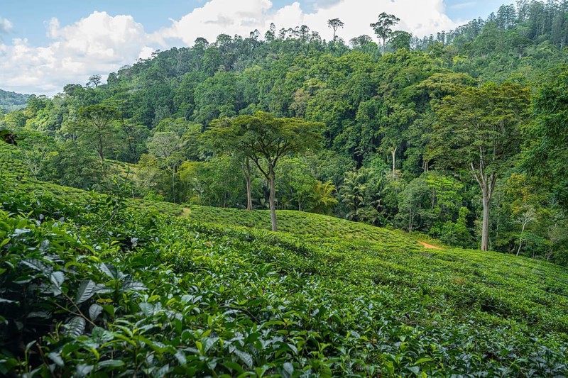Tea plantation on hills between tropical rainforest, Amani Nature Forest Reserve, Eastern Usambara Mountains, Tanga, Tanzania