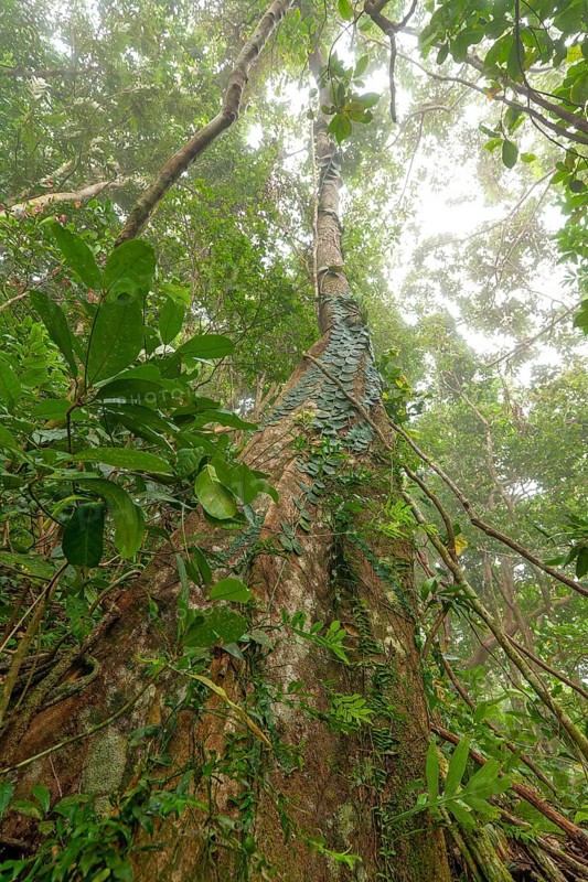 Misty tropical forest with ficus and endemic species on the way to Mount Sorrow in Daintree National Park, Queensland, Australia