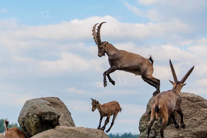 A male ibex (Capra ibex) jumps from rock to rock. A blue sky with clouds can be seen in the background. Carinthia, Austria
