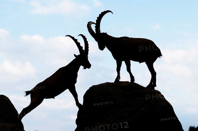 Two male ibexes (Capra ibex) stand facing each other on a rock and playfully fight with each other. Silhouette against a blue sky with clouds. Carinthia, Austria