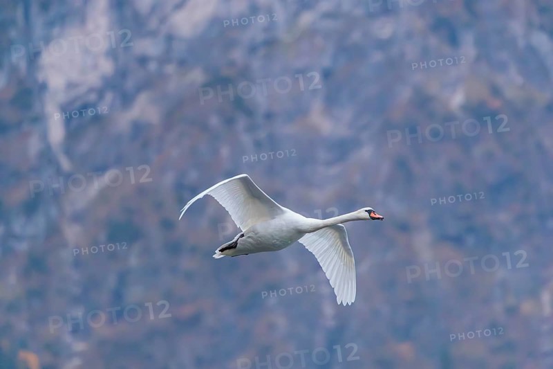 A mute swan (Cygnus olor) flies over a lake. In the background, a mountain forest can be seen in autumnal colors. Upper Austria
