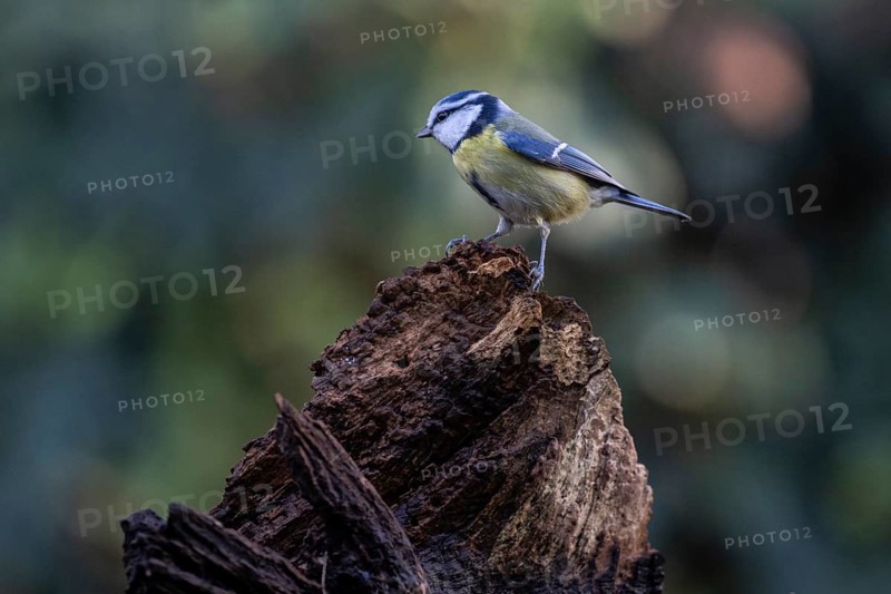 Blue tit (Parus caerulea), Emsland, Lower Saxony, Germany