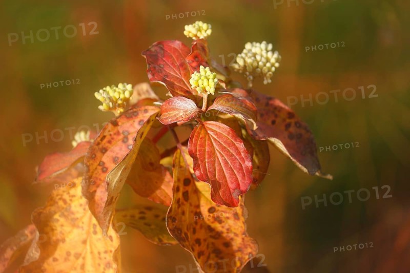 Blood-red dogwood (Cornus sanguinea), branch with buds, alienation, North Rhine-Westphalia, Germany