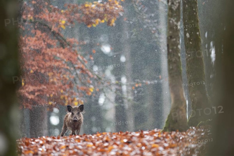 Wild boar newbie in the rain, Daun, Rhineland-Palatinate, Germany