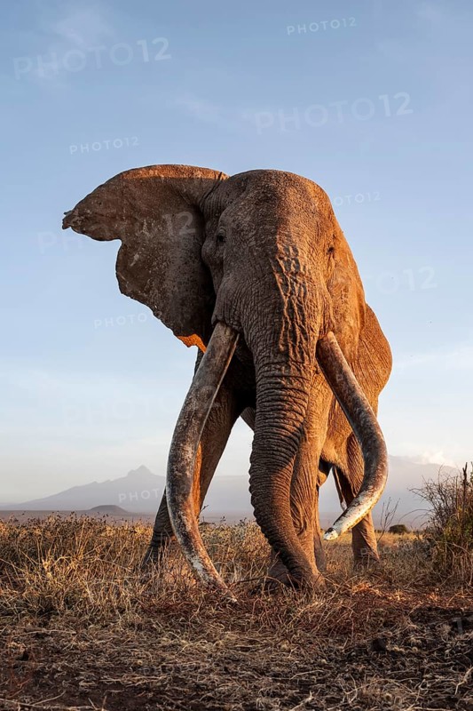 African elephant (Loxodonta africana), the famous Super Tusker elephant Craig, old male with long tusks, evening light, Amboseli, Kajiado County, Kenya
