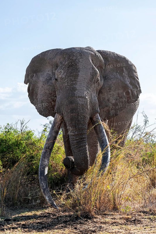 African elephant (Loxodonta africana), the famous Super Tusker elephant Craig, old male with long tusks, Kajiado County, Kenya