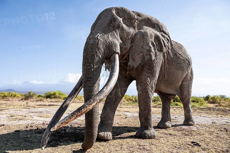 African elephant (Loxodonta africana), the famous Super Tusker elephant Craig, old male with long tusks, Kajiado County, Kenya