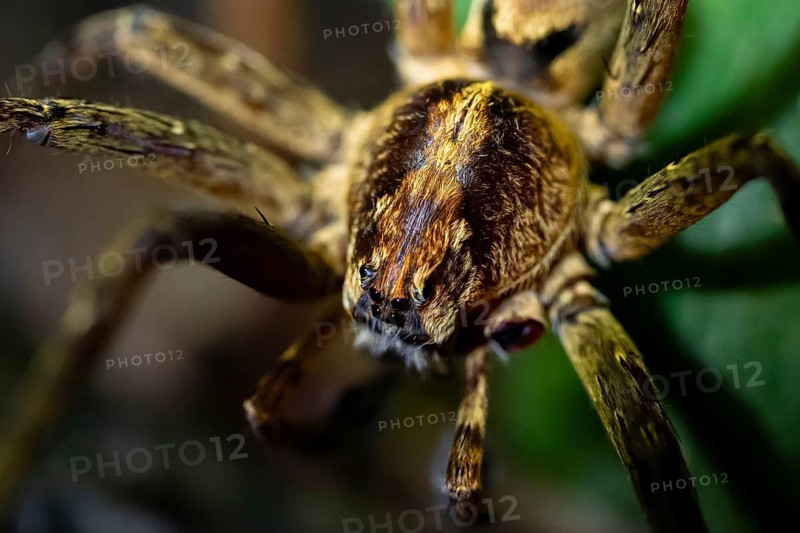 Night view of scary wolf spider (Lycosidae) in the jungle, Amani Nature Forest Reserve, Eastern Usambara Mountains, Tanga, Tanzania