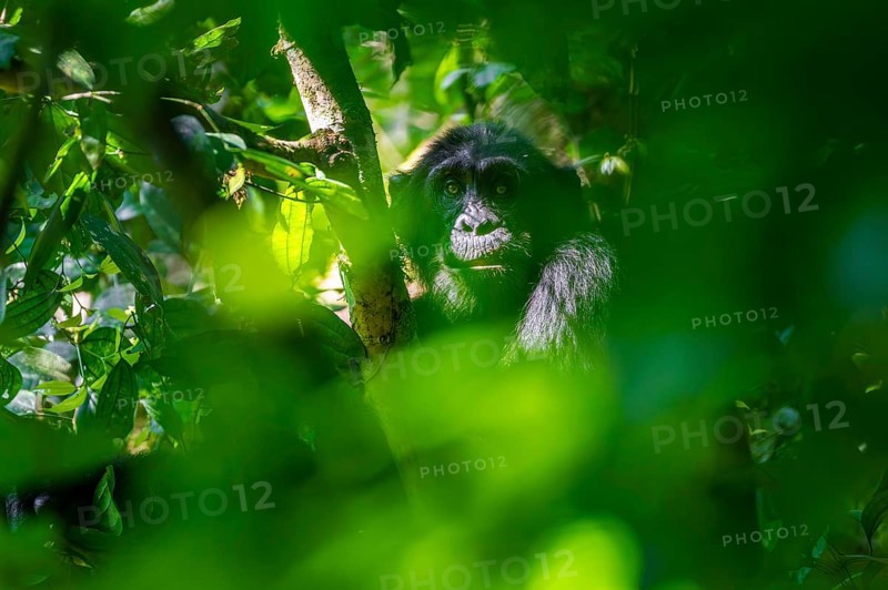 Chimpanzee (Pan Troglodytes), adult male in a jungle tree, Murchison Falls National Park, Uganda