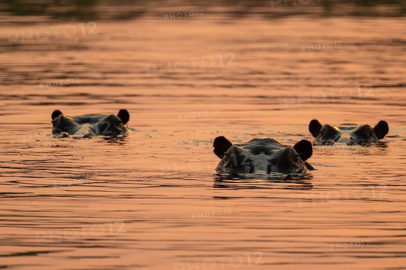 Evening mood, hippo (Hippopotamus amphibius) in the Okavango Delta, Botswana