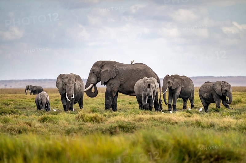 African elephant (Loxodonta africana), herd of young animals in Amboseli National Park, Rift Valley Province, Kenya