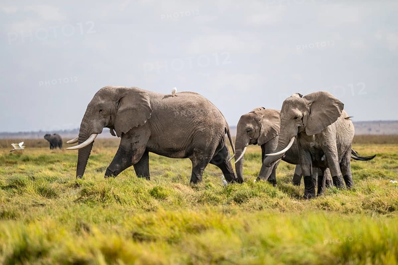 African elephant (Loxodonta africana), Amboseli National Park, Rift Valley Province, Kenya