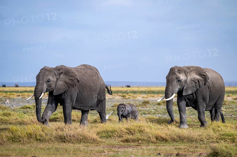 African elephant (Loxodonta africana) with baby, young and dam, Amboseli National Park, Rift Valley Province, Kenya