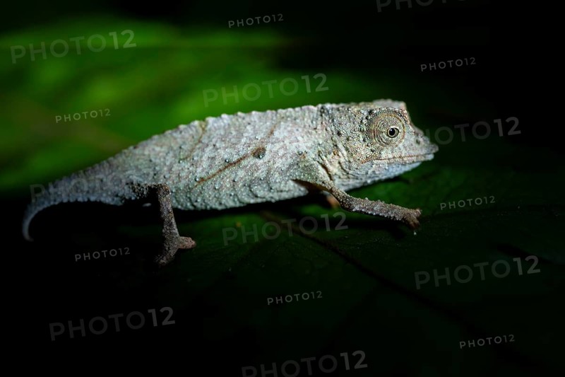 Zomba dwarf chameleon (Rieppeleon brachyurus), white chameleon on a branch at night, Amani Nature Forest Reserve, Eastern Usambara Mountains, Tanga, Tanzania
