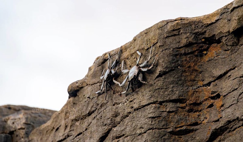 Red rock crabs (Grapsus adscensionis), black cubs on a volcanic rock, coast, La Santa, Lanzarote, Canary Islands, Spain