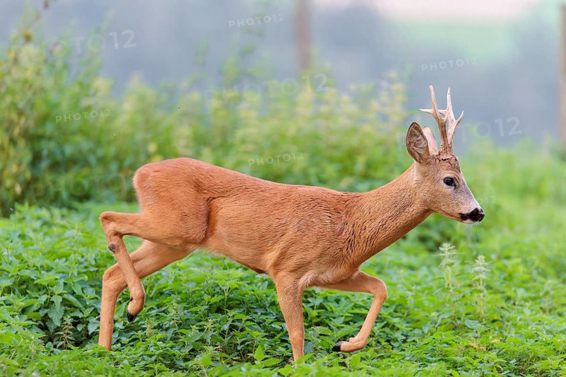 A roe buck (Capreolus capreolus) crosses a nettle thicket. Bavaria, Germany