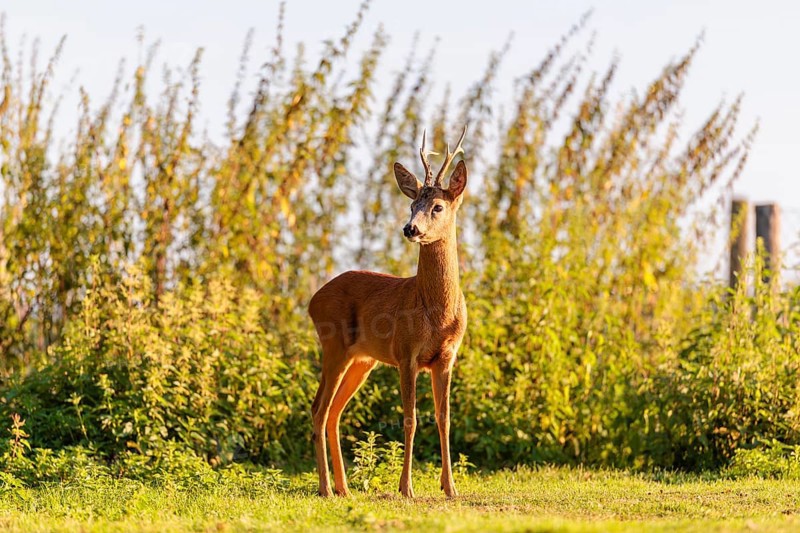 A roe buck (Capreolus capreolus) stands next to a nettle thicket on a sunny morning. Bavaria, Germany
