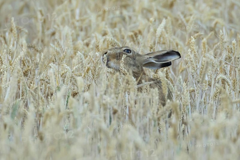European brown hare (Lepus europaeus) adult animal eating a wheat plant sheath in a farmland field in summer, England, United Kingdom