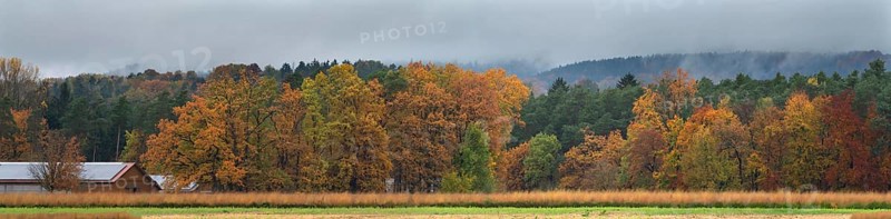 Mixed forest in autumn colors on a rainy day, Eckental, Middle Franconia, Bavaria, Germany