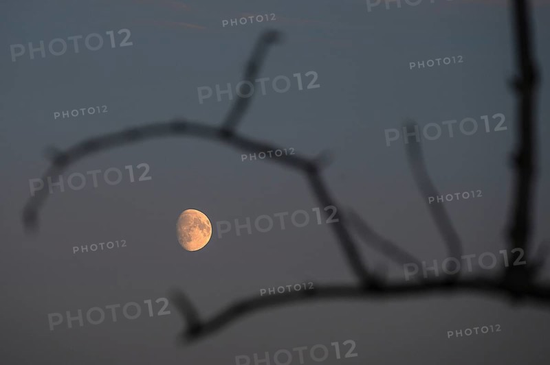 Reddish moon early evening, Darß, Mecklenburg-Western Pomerania, Germany